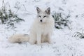Lone Arctic Fox in a winter environment Royalty Free Stock Photo