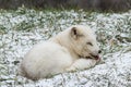 Lone Arctic Fox in a winter environment Royalty Free Stock Photo