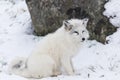 Lone Arctic Fox in a winter environment Royalty Free Stock Photo