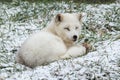Lone Arctic Fox in a winter environment Royalty Free Stock Photo