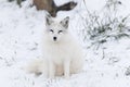 Lone Arctic Fox in a winter environment Royalty Free Stock Photo