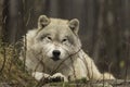 A lone Arctic Wolf in fall Royalty Free Stock Photo