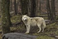 A lone Arctic Wolf in fall Royalty Free Stock Photo