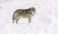 A lone Arctic Wolf in fall Royalty Free Stock Photo