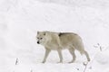 A lone Arctic Wolf in fall Royalty Free Stock Photo