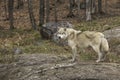 A lone Arctic Wolf in fall Royalty Free Stock Photo