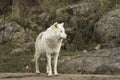 A lone Arctic Wolf in fall Royalty Free Stock Photo