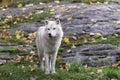 Lone Arctic Wolf in a fall, forest environment Royalty Free Stock Photo