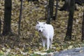 Lone Arctic Wolf in a fall, forest environment Royalty Free Stock Photo