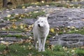 Lone Arctic Wolf in a fall, forest environment Royalty Free Stock Photo
