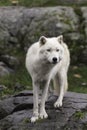 Lone Arctic Wolf in a fall, forest environment Royalty Free Stock Photo