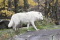 Lone Arctic Wolf in a fall, forest environment Royalty Free Stock Photo