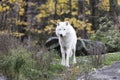Lone Arctic Wolf in a fall, forest environment Royalty Free Stock Photo