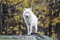 Lone Arctic Wolf in a fall, forest environment