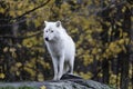 Lone Arctic Wolf in a fall, forest environment Royalty Free Stock Photo