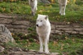 A lone Arctic Wolf in the fall season Royalty Free Stock Photo