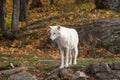 A lone Arctic Wolf in the fall season Royalty Free Stock Photo
