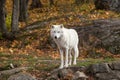 A lone Arctic Wolf in the fall season Royalty Free Stock Photo