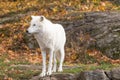 A lone Arctic Wolf in the fall season Royalty Free Stock Photo
