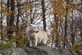 A lone Arctic Wolf in the fall season Royalty Free Stock Photo