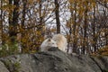 A lone Arctic Wolf in the fall season Royalty Free Stock Photo