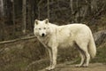 A lone Arctic wolf in fall
