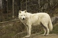 A lone Arctic wolf in fall Royalty Free Stock Photo