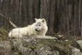 A lone Arctic wolf in fall