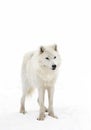 Lone Arctic wolf isolated on white background walking in the winter snow in Canada Royalty Free Stock Photo