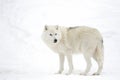 Lone Arctic wolf isolated on white background walking in the winter snow in Canada Royalty Free Stock Photo
