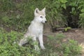 A lone Arctic Wolf pup in the woods Royalty Free Stock Photo