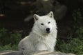 A lone Arctic wolf resting on a rock Royalty Free Stock Photo