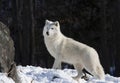 Lone Arctic wolf walking through the snow in winter in Canada Royalty Free Stock Photo