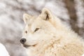 A lone Arctic Wolf in the winter