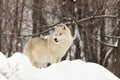 A lone Arctic Wolf in the woods