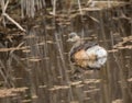 Lone Australasian Grebe