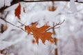 Lone autumn autumn leaf under snow in november day. Royalty Free Stock Photo