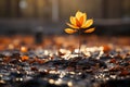 Lone autumn leaves, separated in serene isolation, capture the essence of fall