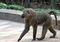 Lone baboon