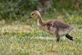 A Baby Canadian Goose Royalty Free Stock Photo