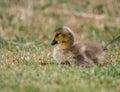 A Baby Canadian Goose Royalty Free Stock Photo
