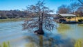 Lone Bald Cypress tree in a river near the shore