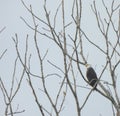 Lone Bald Eagle Bird of Prey Raptor in Bare Tree Looks Out Majestically