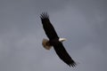 A lone Bald Eagle in flight searching for food.