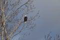 A lone Bald Eagle Perched in a tree searching for food.