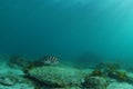 Lone Banded Morwong Above Flat Sea Floor Royalty Free Stock Photo