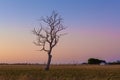 Lone bare dry tree in field at sunset. Royalty Free Stock Photo