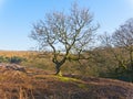 Lone, bare, tree stands among dry brown bracken in the Derbyshire Peak District Royalty Free Stock Photo