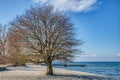 Lone bare tree Swedish Whitebeam Sorbus intermedia on a Baltic beach conveys peace, relaxation and tranquillity on a sunny day