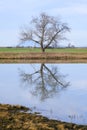 Lone bare tree in winter landscape reflecting in water Royalty Free Stock Photo